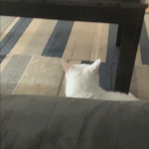 Meet your Posher, Skye